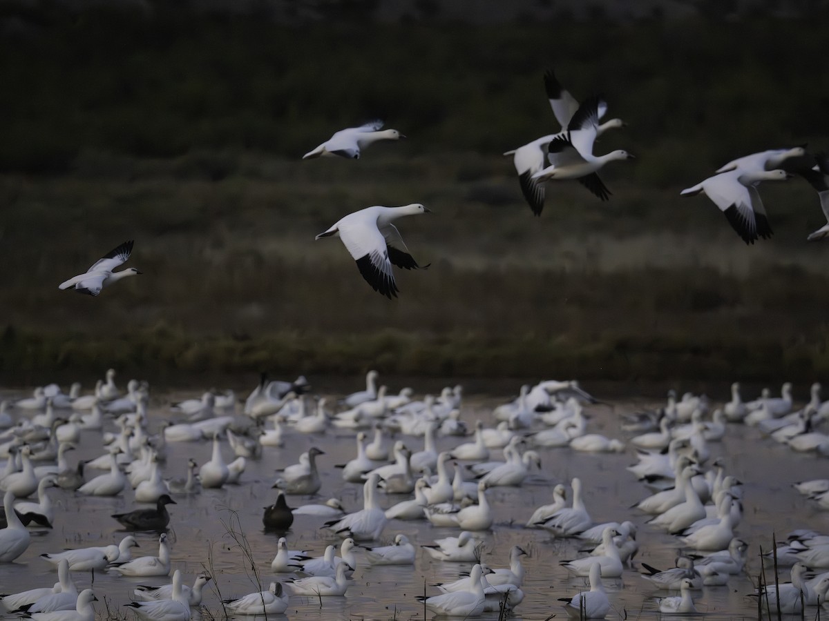 Ross's Goose - ML645885445