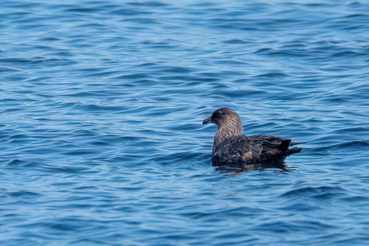Chilean Skua - ML645885447