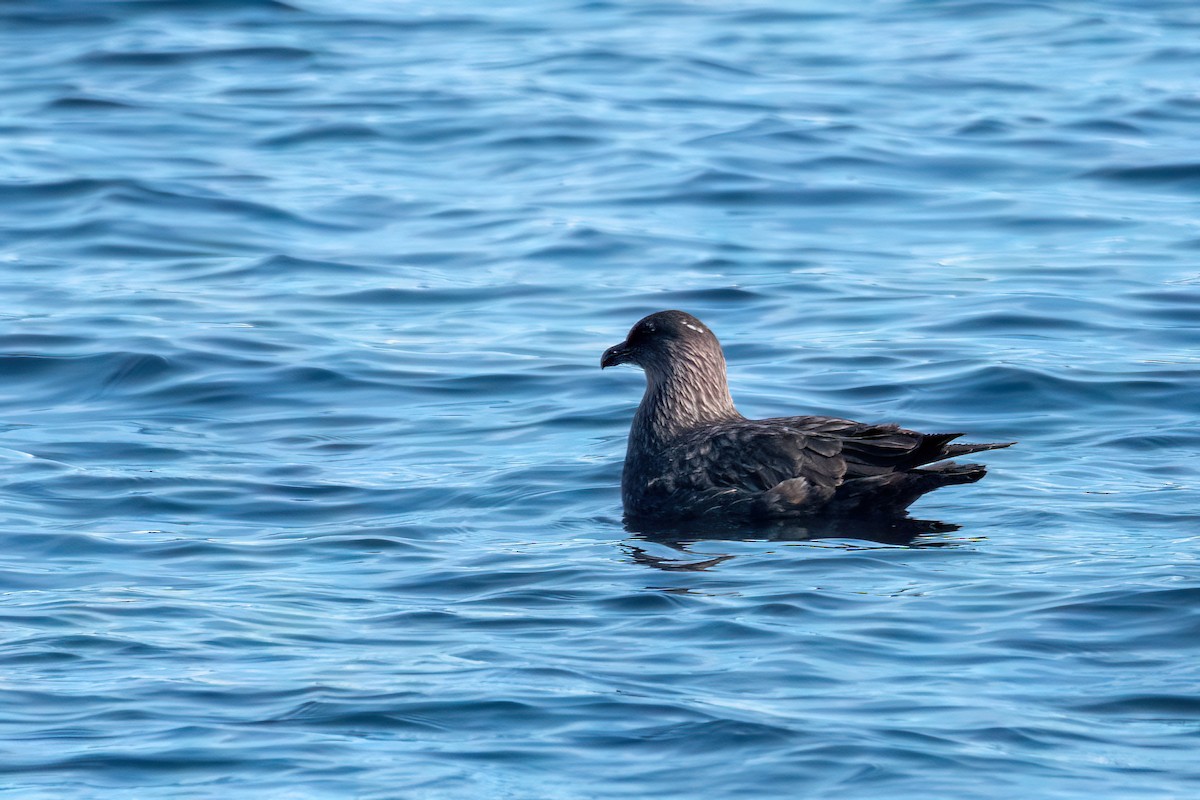 Chilean Skua - ML645885448