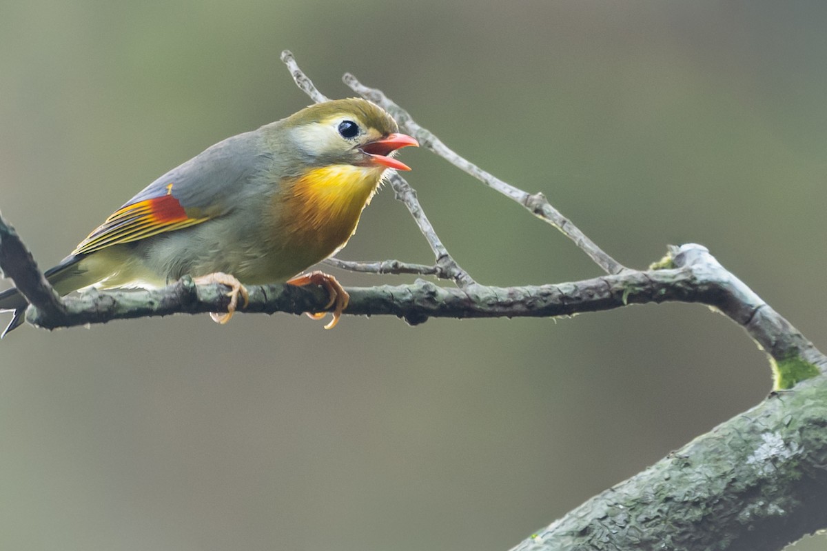 Red-billed Leiothrix - ML645885454