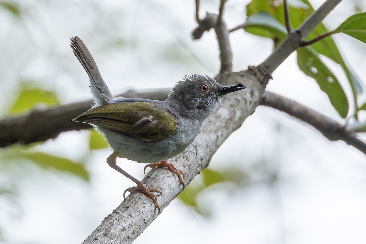 Green-backed Camaroptera - ML645885455