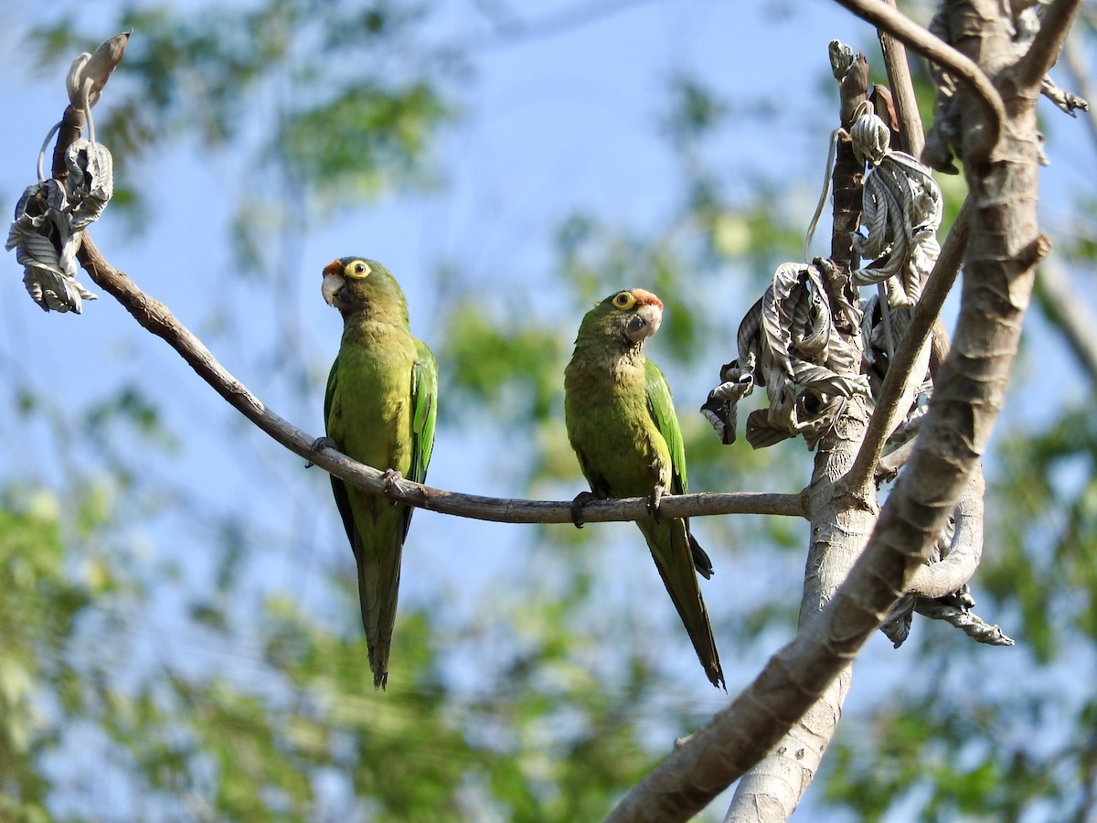 Orange-fronted Parakeet - ML645885456