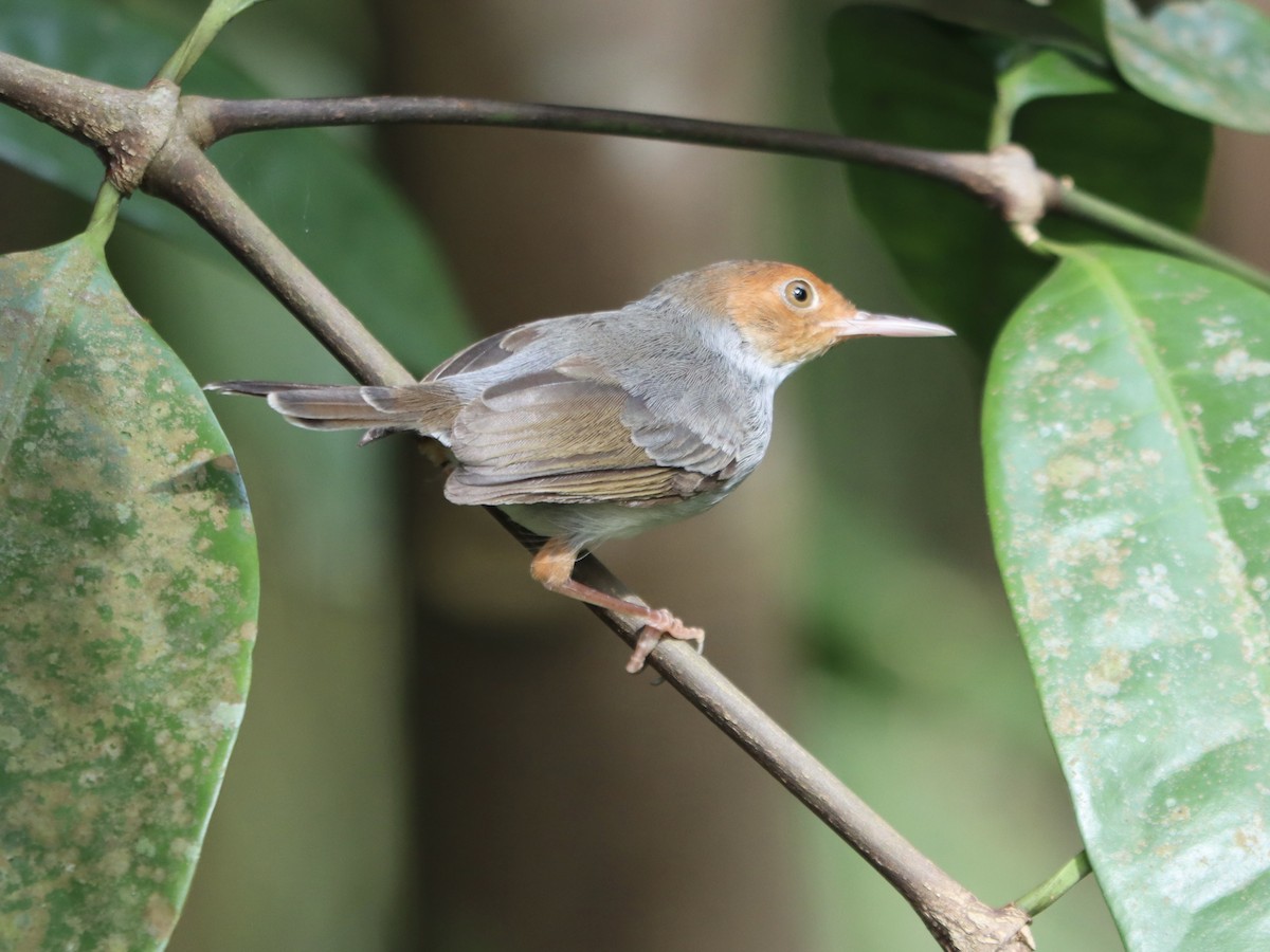 Ashy Tailorbird - ML645885459