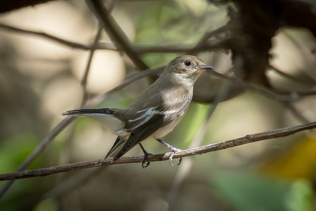 European Pied Flycatcher - ML645885460