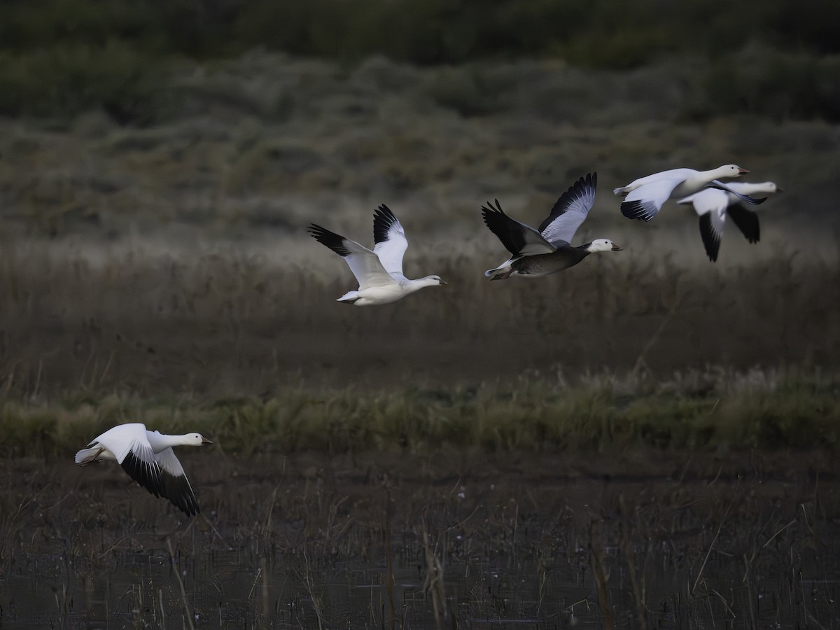Ross's Goose - ML645885461