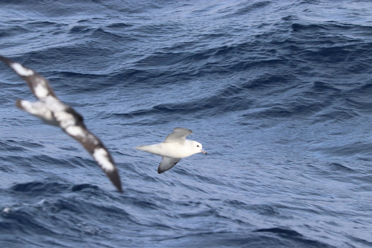 Pintado Petrel - ML645885462