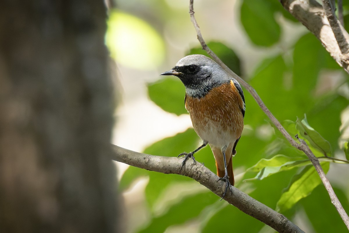 Common Redstart - ML645885463