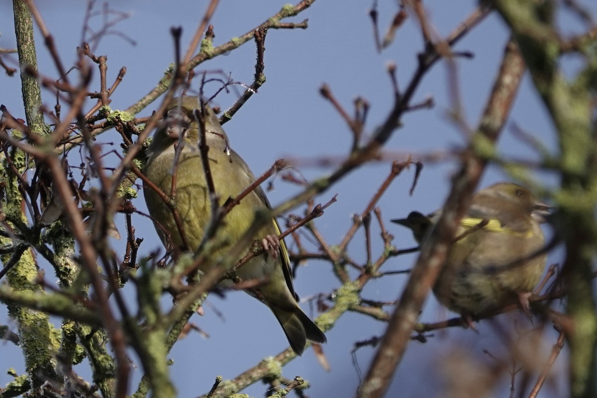 European Greenfinch - ML645885465