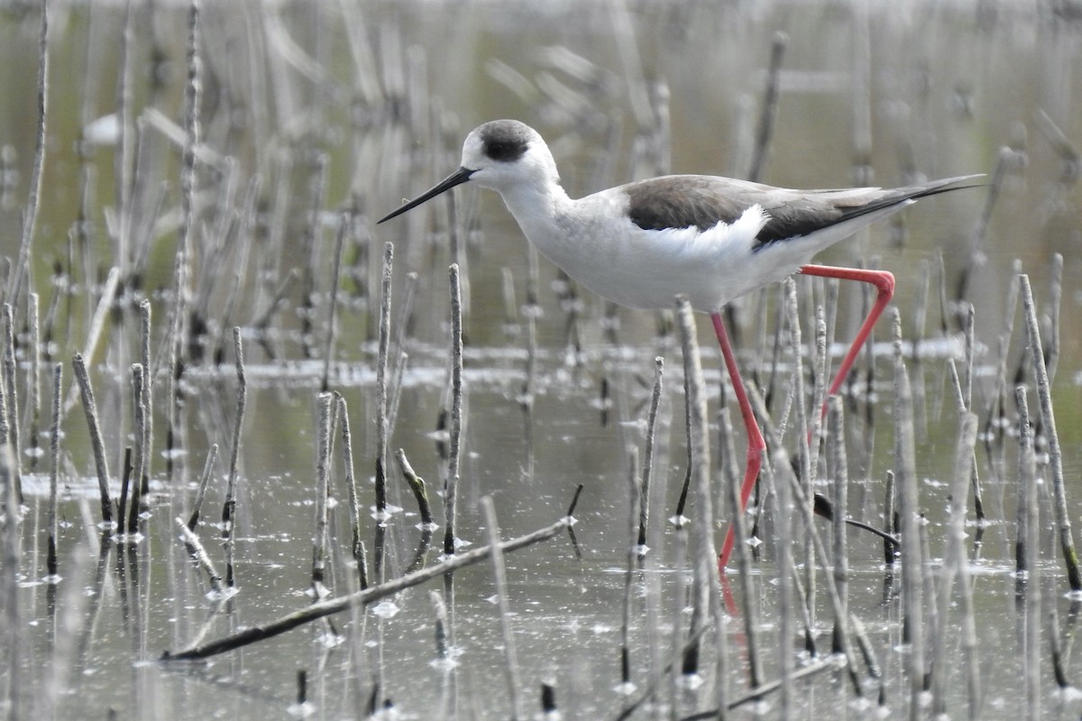 Black-winged Stilt - ML645885471