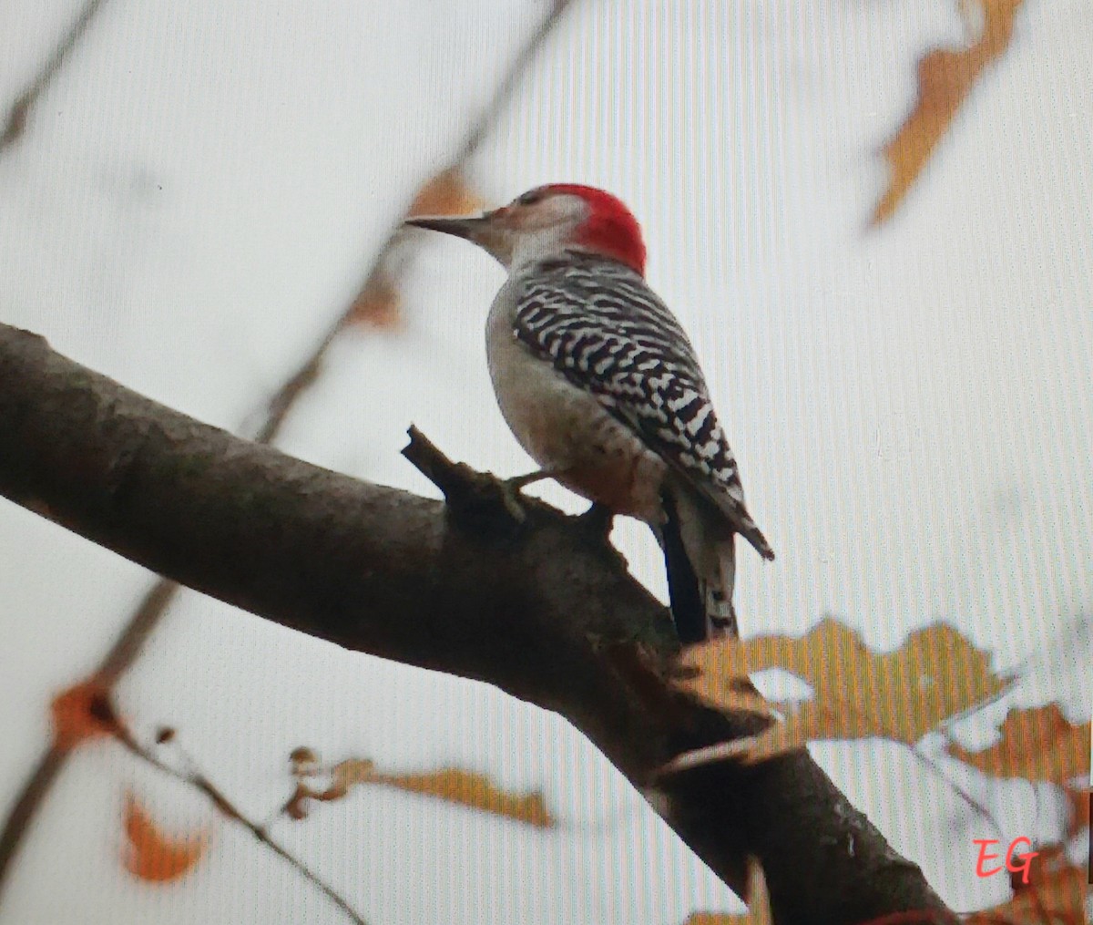 Red-bellied Woodpecker - ML645885472