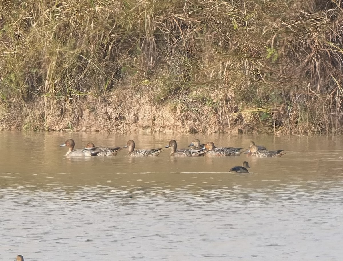 Northern Pintail - ML645885473