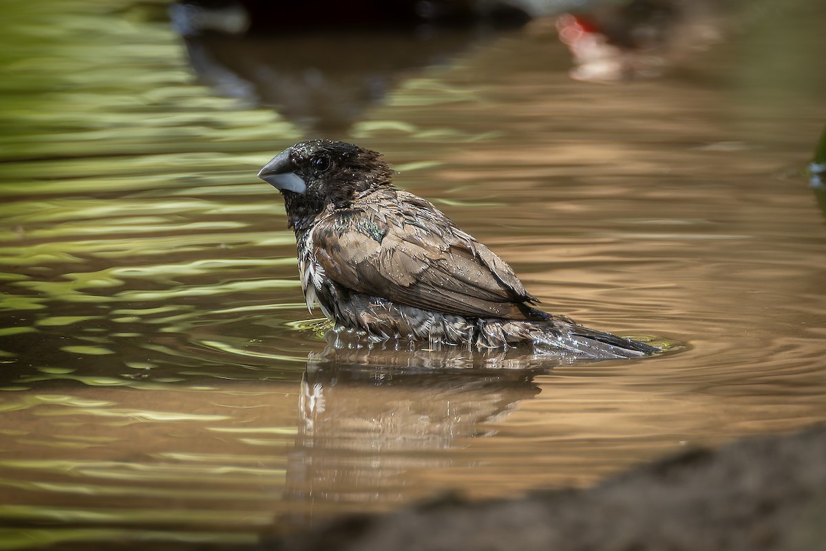 Bronze Mannikin - ML645885474