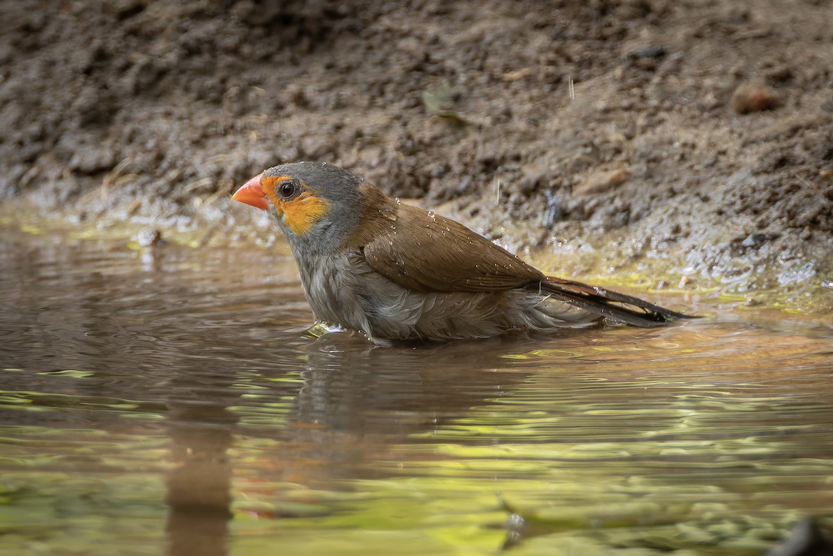 Orange-cheeked Waxbill - ML645885475