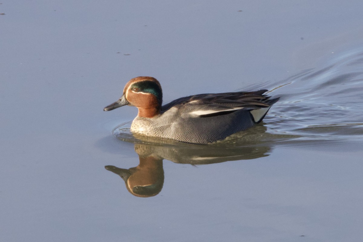 Green-winged Teal - ML645885477