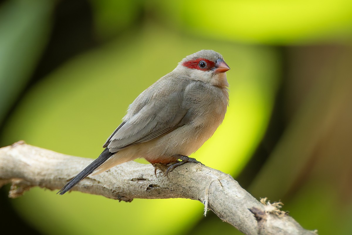 Black-rumped Waxbill - ML645885478