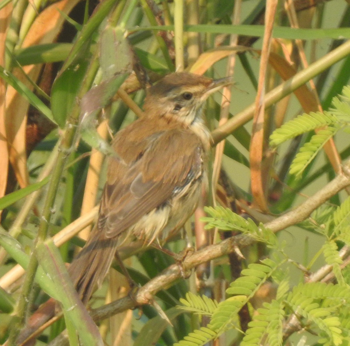 Paddyfield Warbler - ML645885479