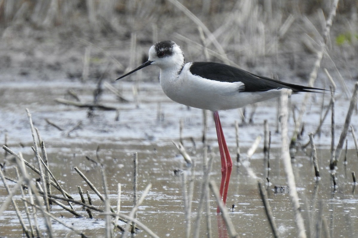 Black-winged Stilt - ML645885480
