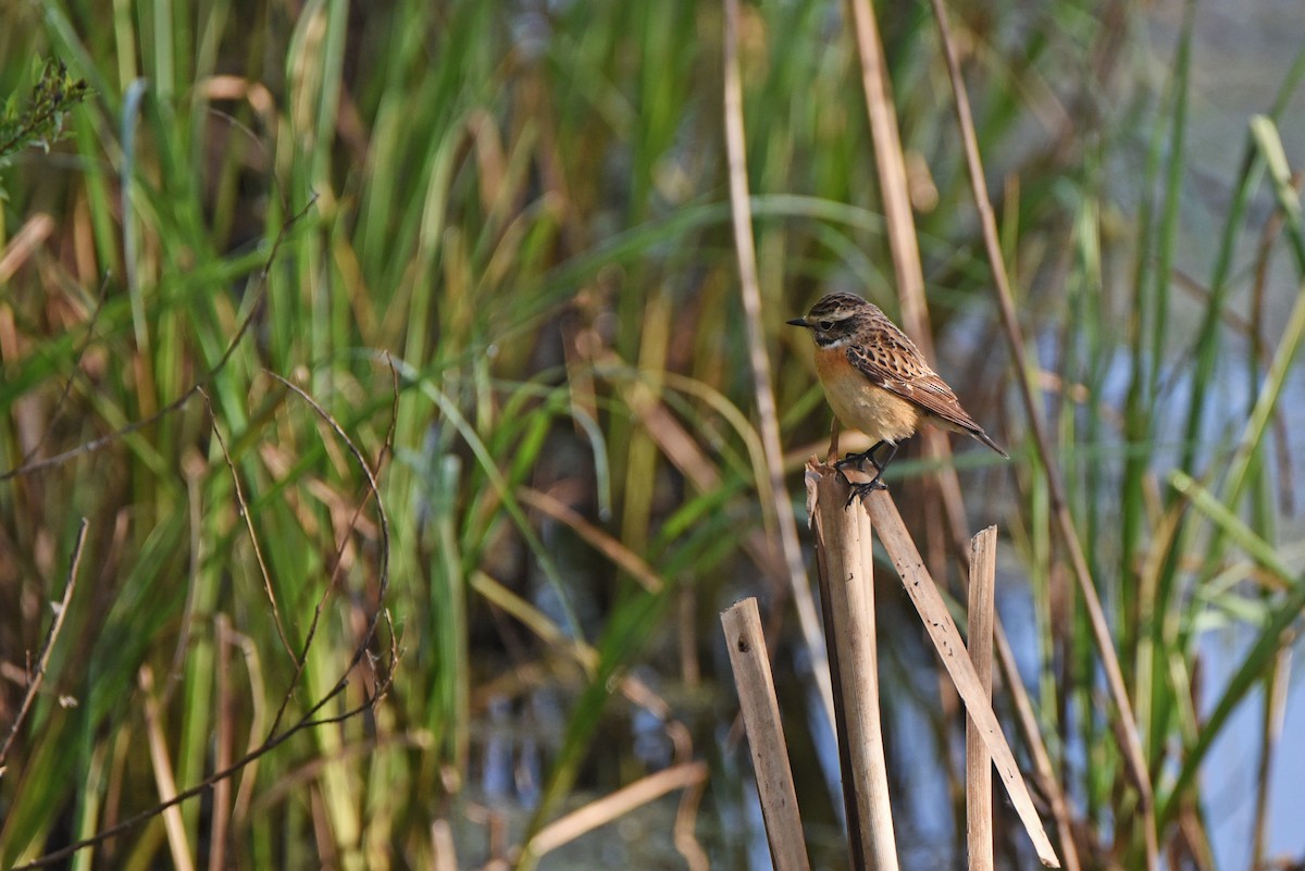 Whinchat - ML645885481