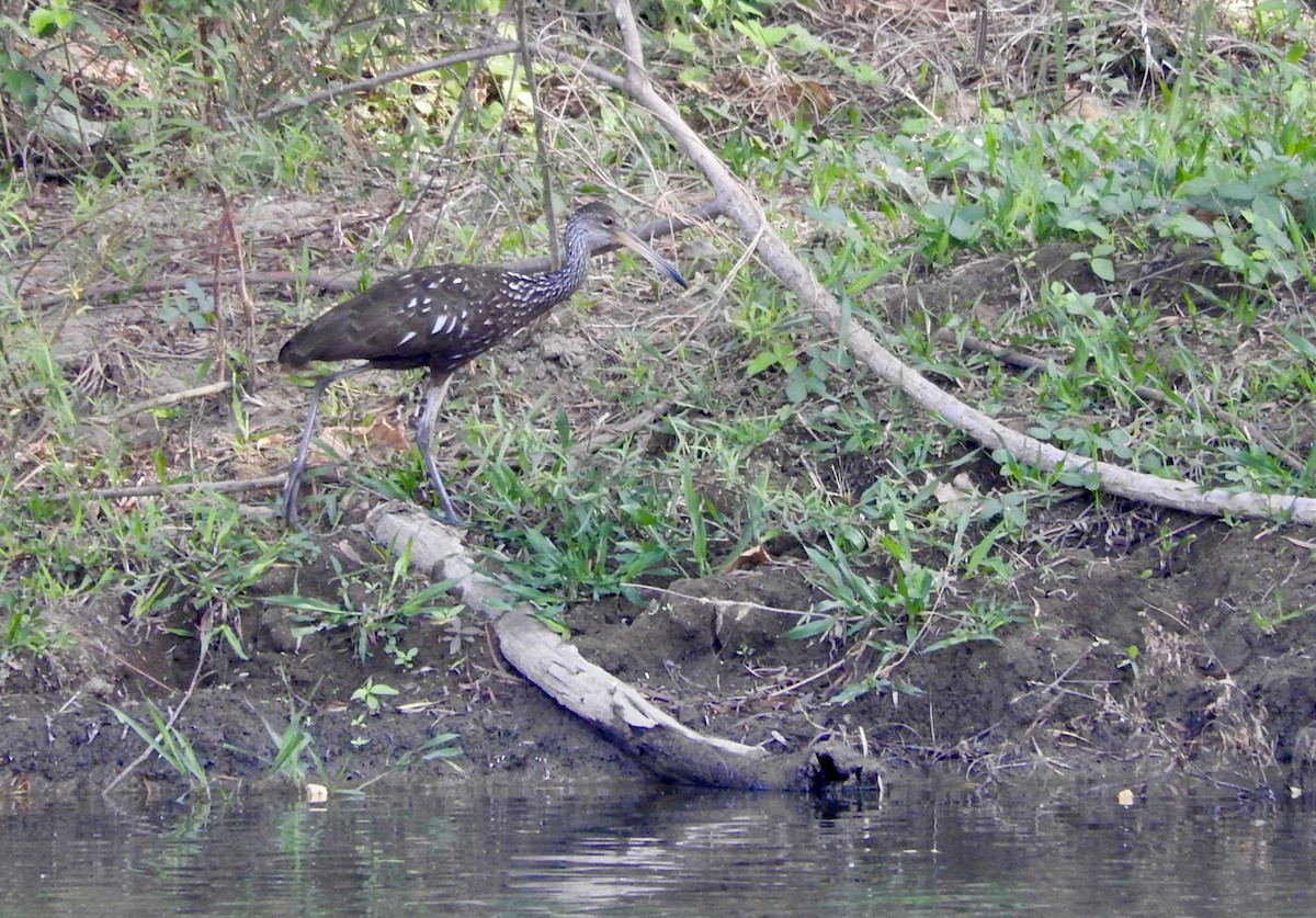 Limpkin - ML645885482