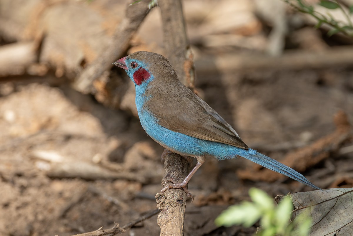 Red-cheeked Cordonbleu - ML645885483