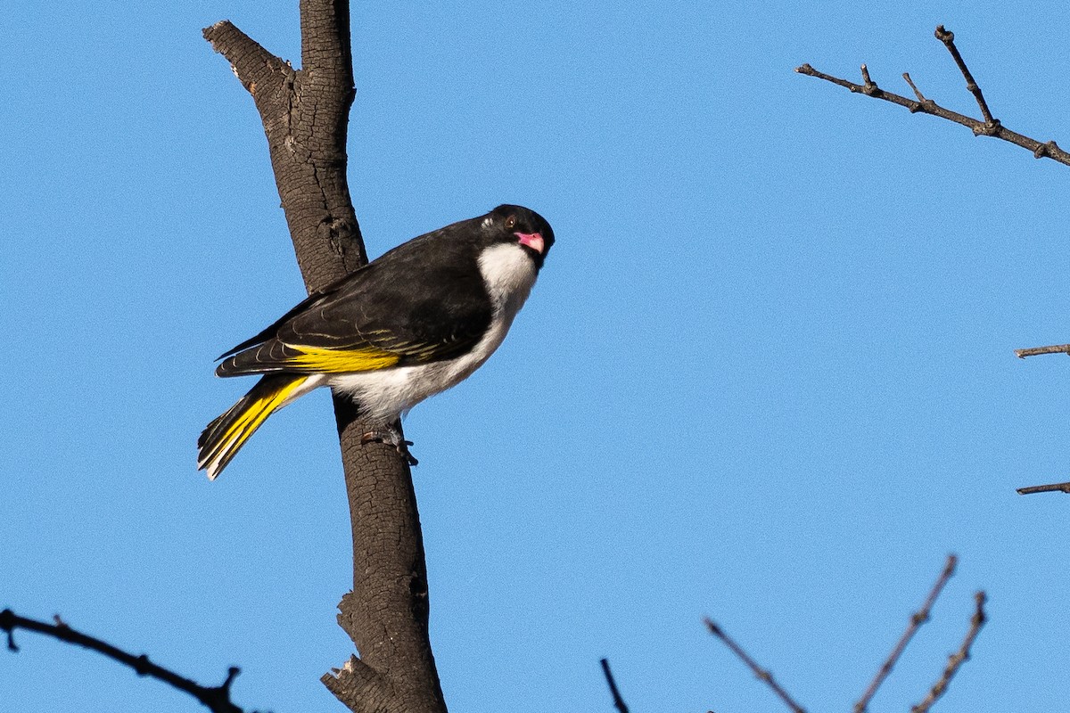 Painted Honeyeater - ML645885491
