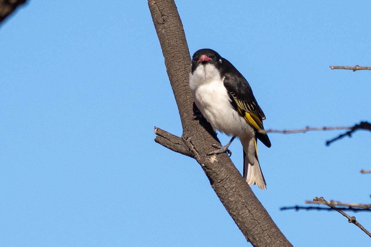 mistelteinhonningeter - ML645885492