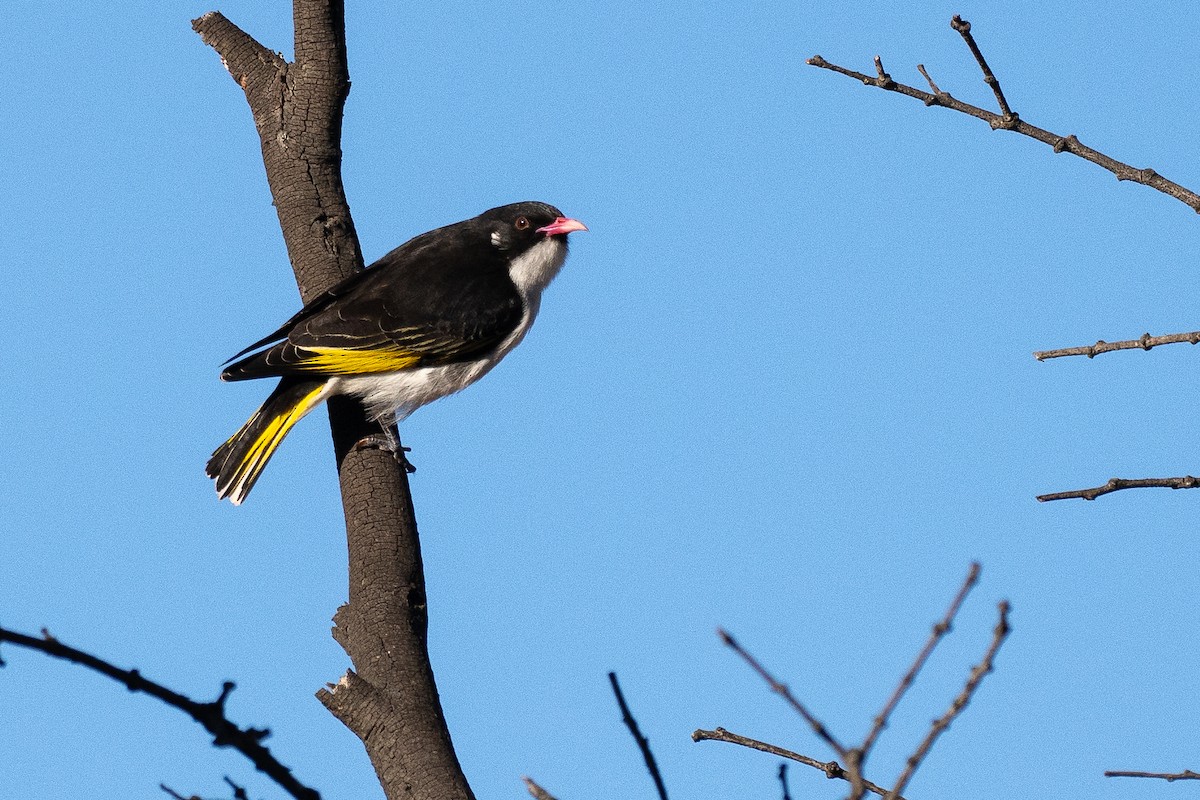 mistelteinhonningeter - ML645885494