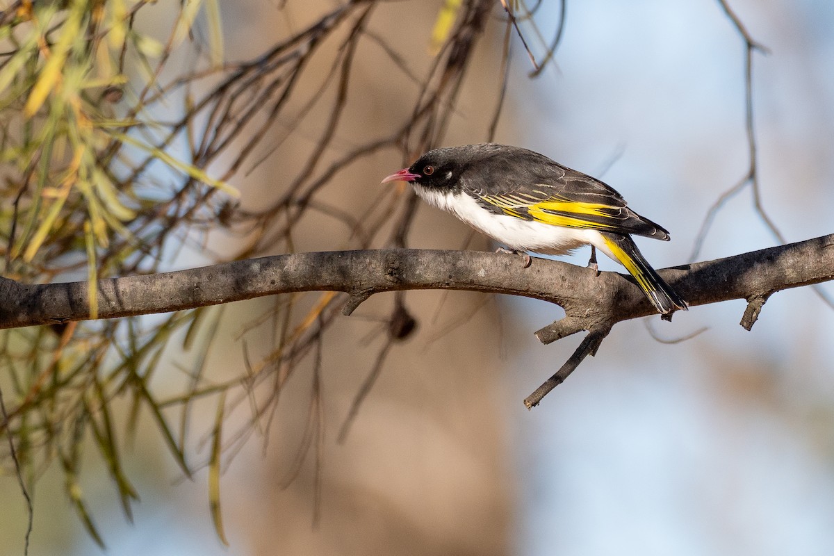 mistelteinhonningeter - ML645885500