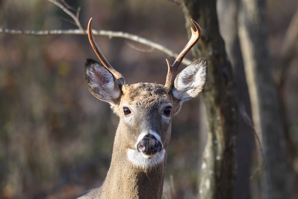 White-tailed Deer - ML645885523