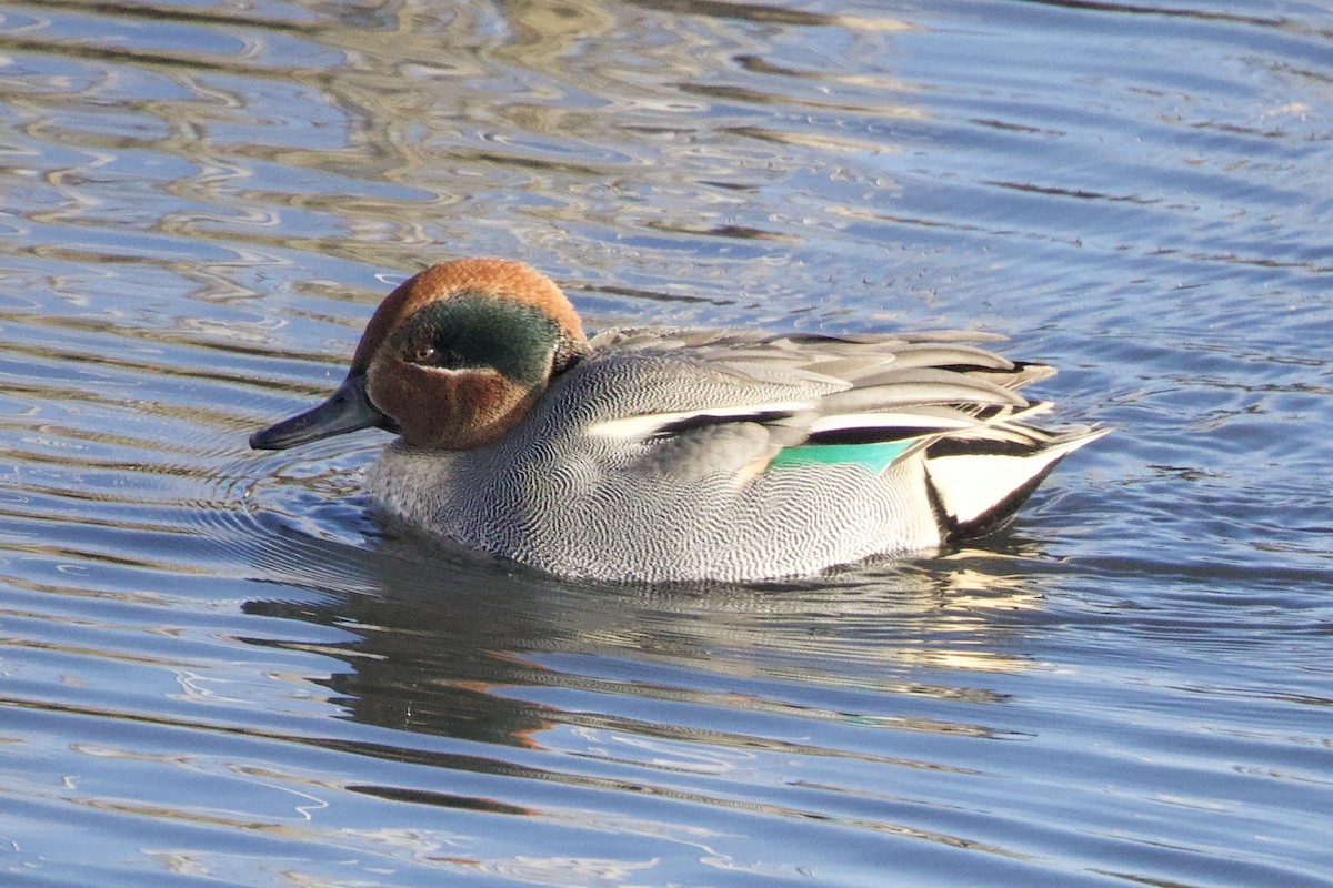 Green-winged Teal - ML645885532