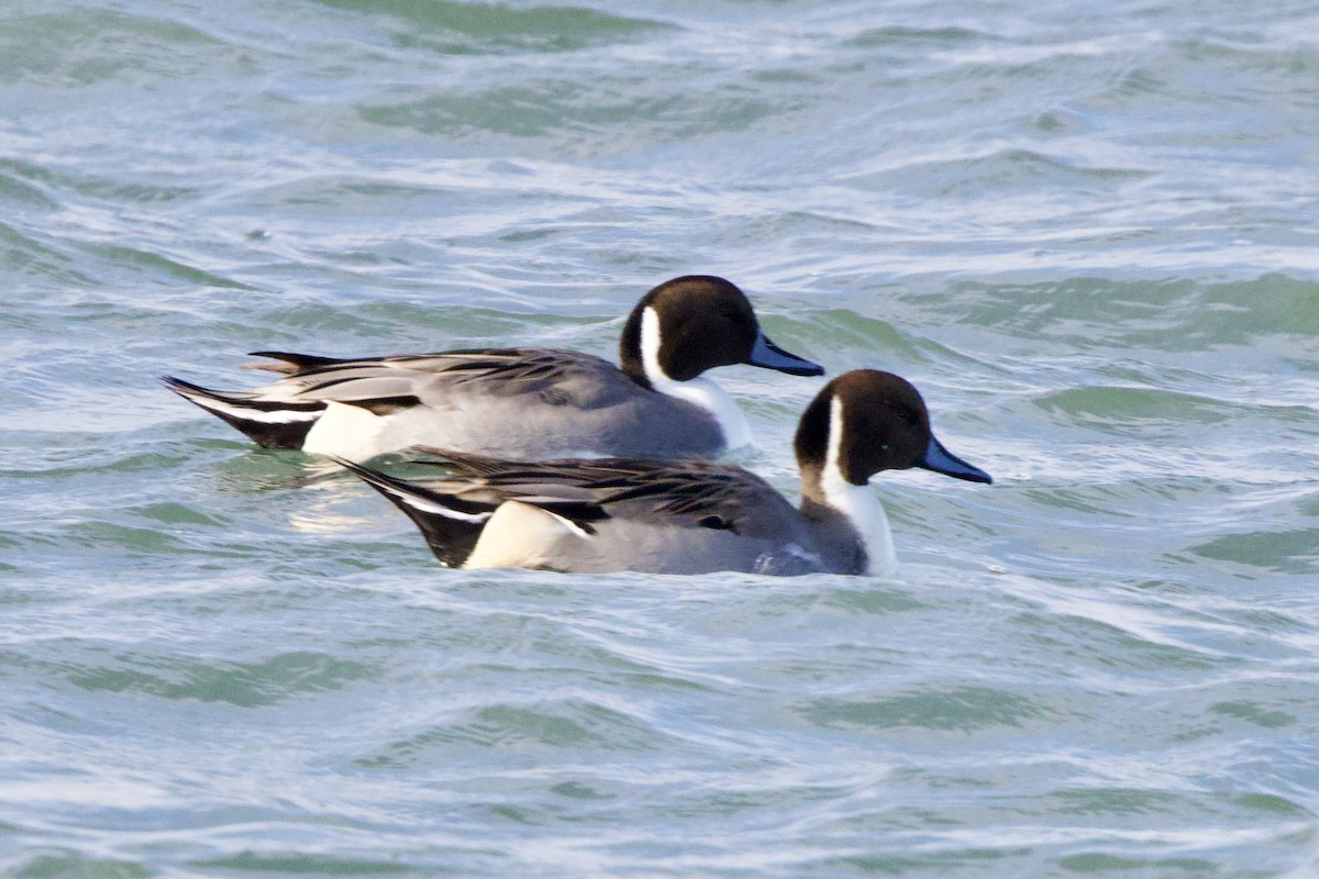 Northern Pintail - ML645885537