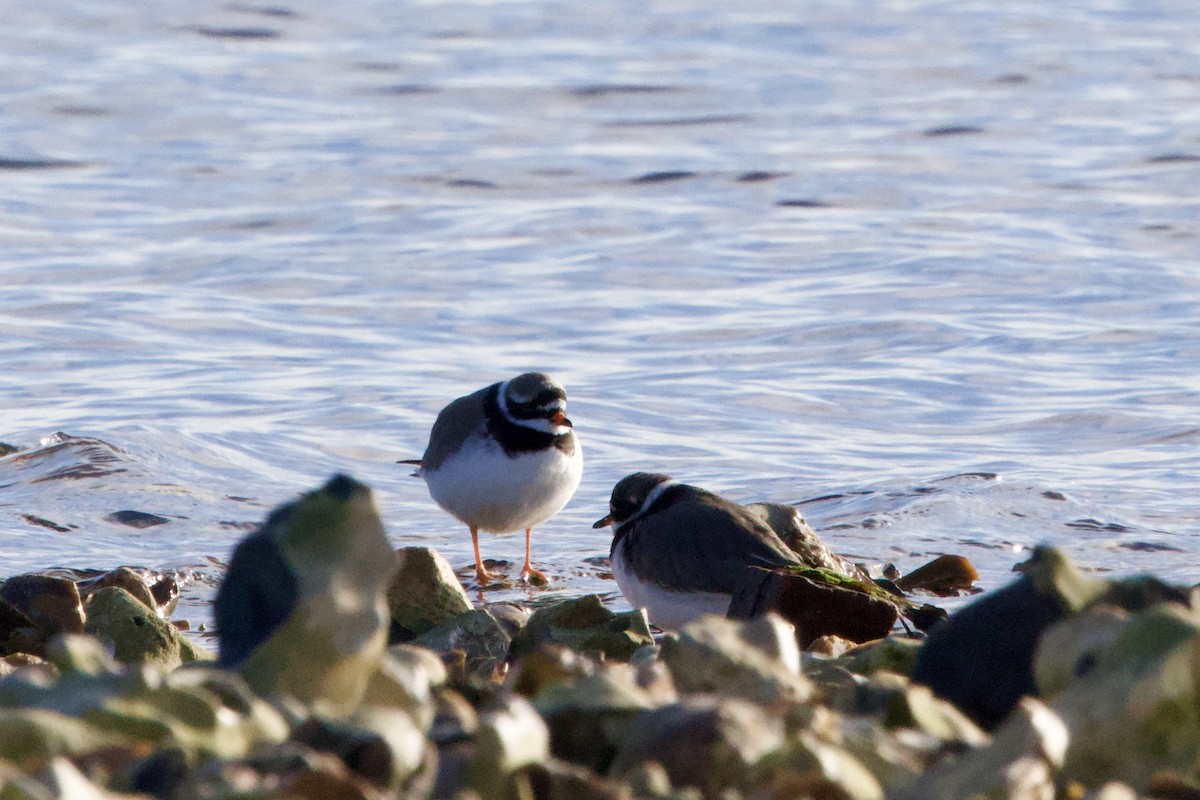 Common Ringed Plover - ML645885542