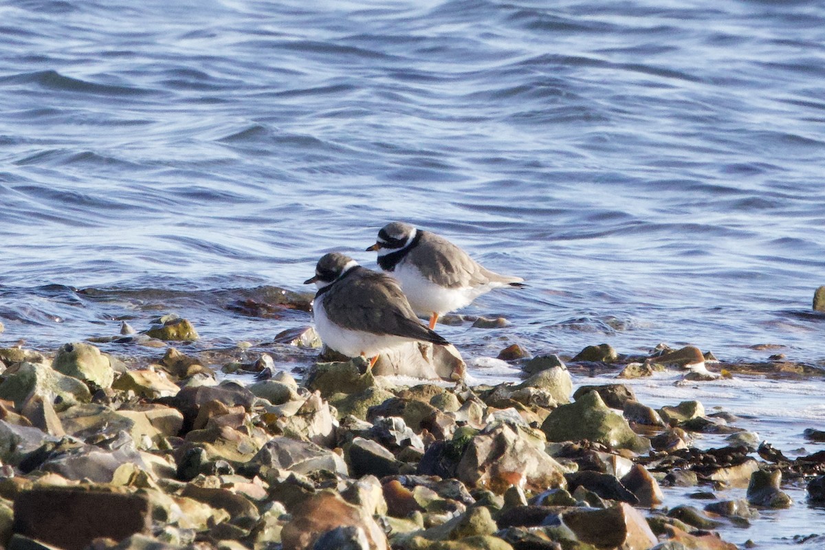 Common Ringed Plover - ML645885543