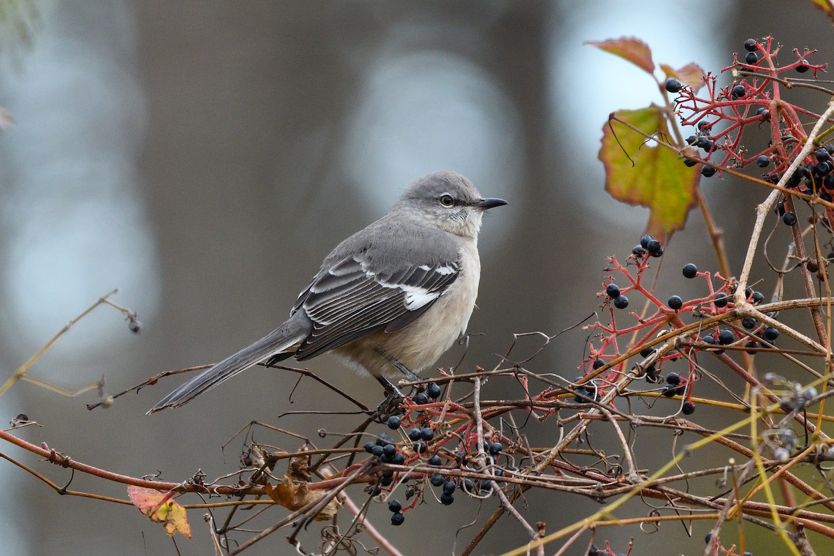 Northern Mockingbird - ML645885544