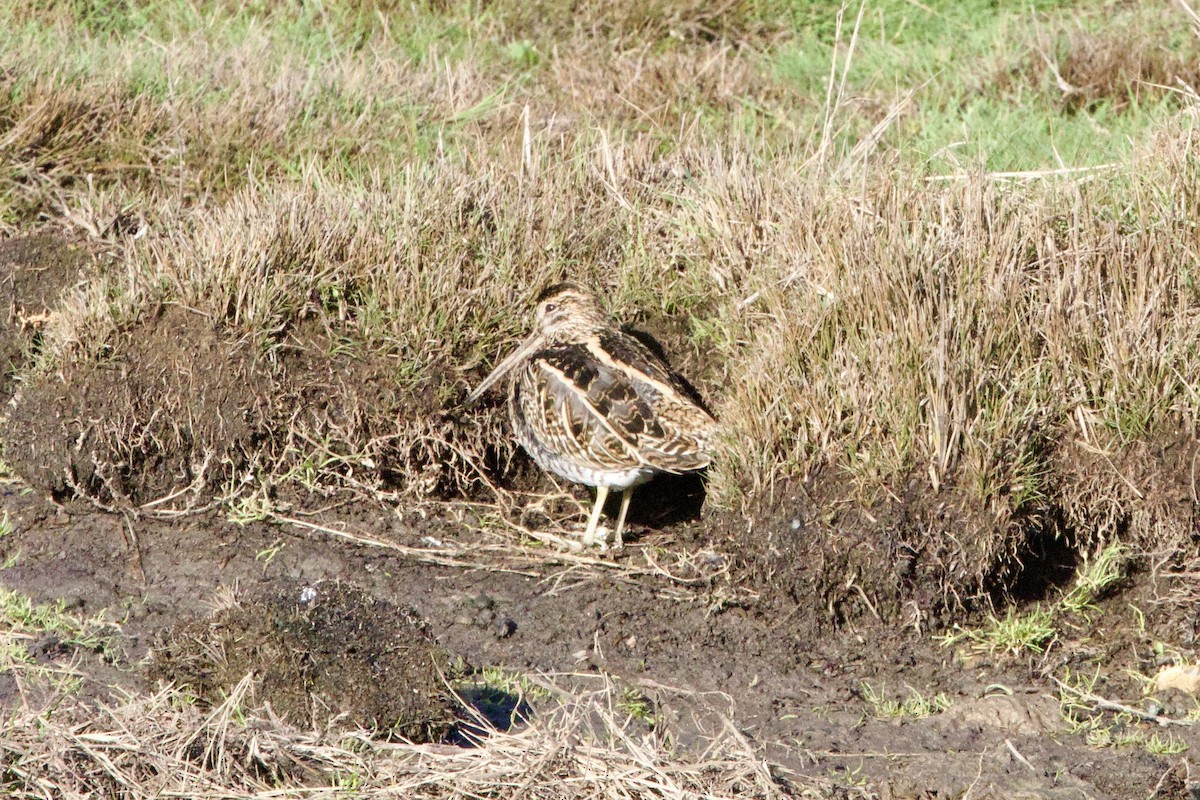 Common Snipe - ML645885552