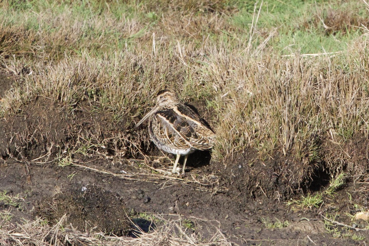 Common Snipe - ML645885553