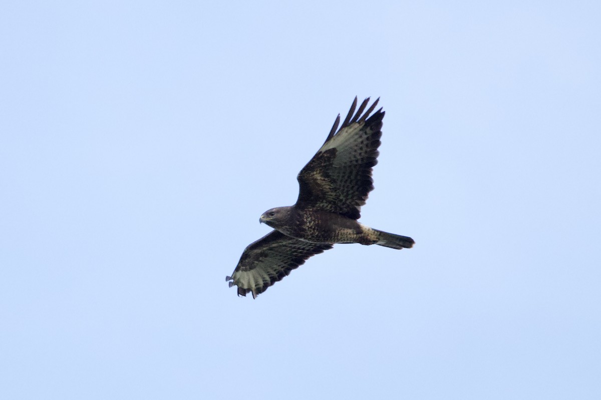 Common Buzzard - ML645885561