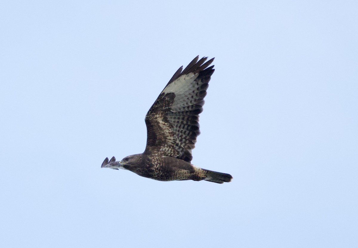 Common Buzzard - ML645885562