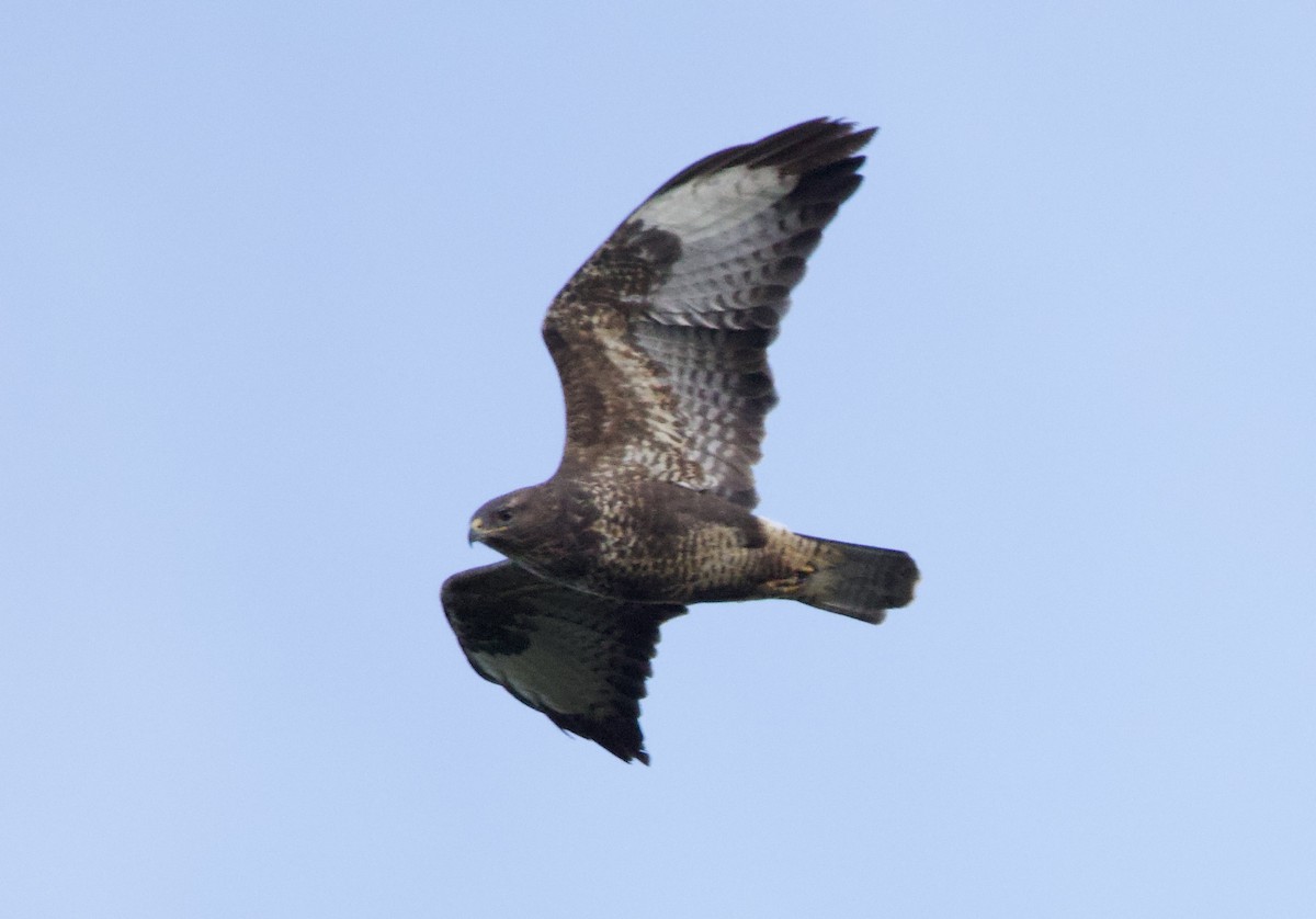 Common Buzzard - ML645885563