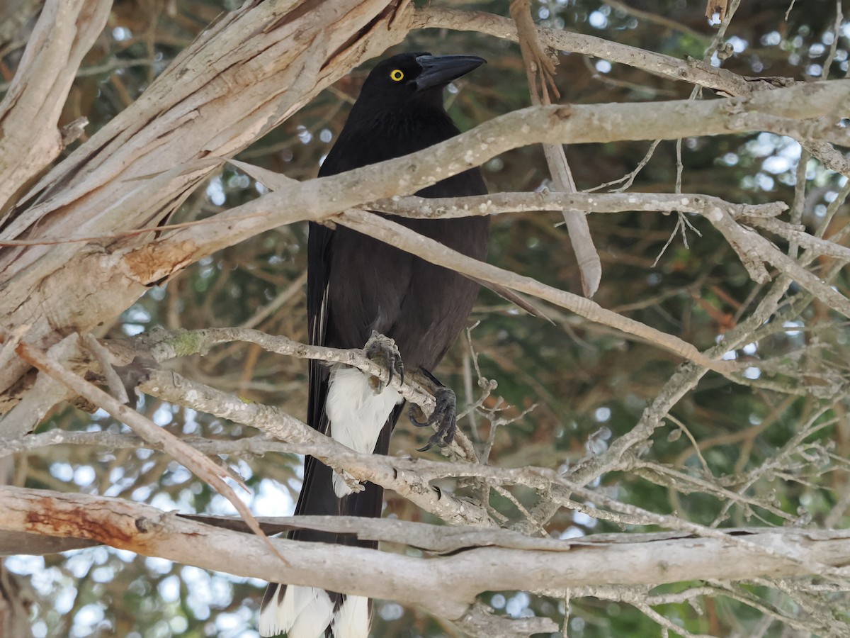 Gray Currawong (Kangaroo I.) - ML645885564
