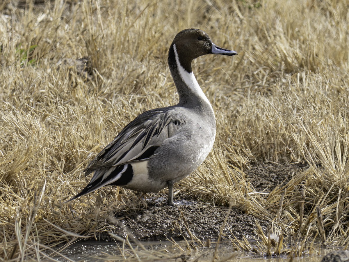 Northern Pintail - ML645885575