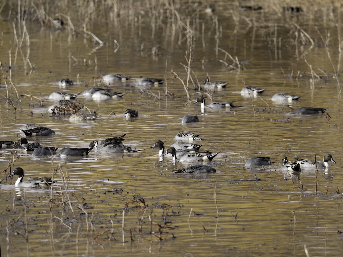 Northern Pintail - ML645885576