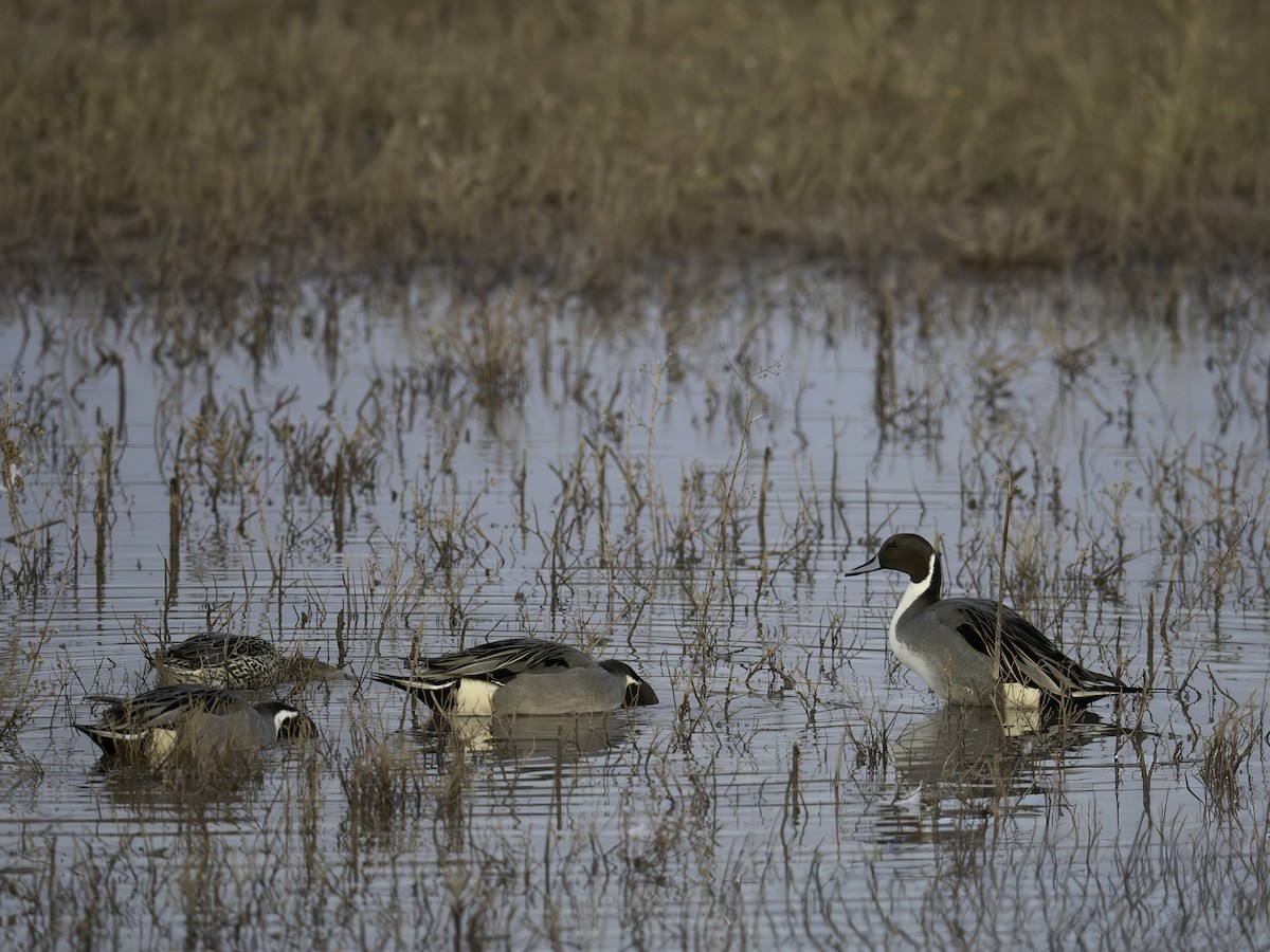 Northern Pintail - ML645885578