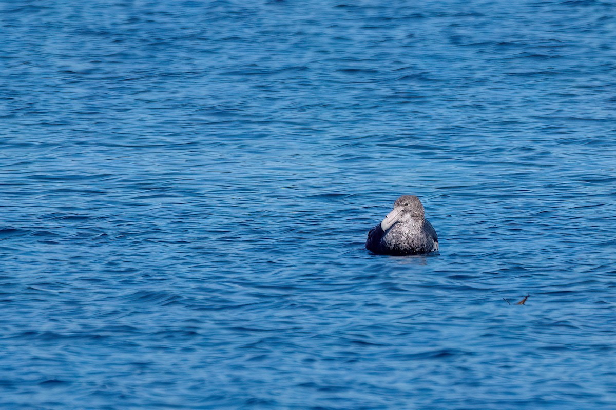 Southern Giant-Petrel - ML645885580