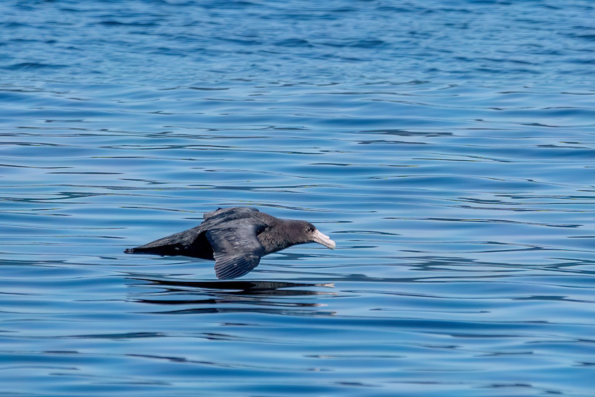 Southern Giant-Petrel - ML645885582