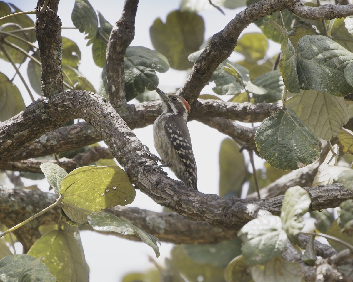 Brown-backed Woodpecker - ML645885584
