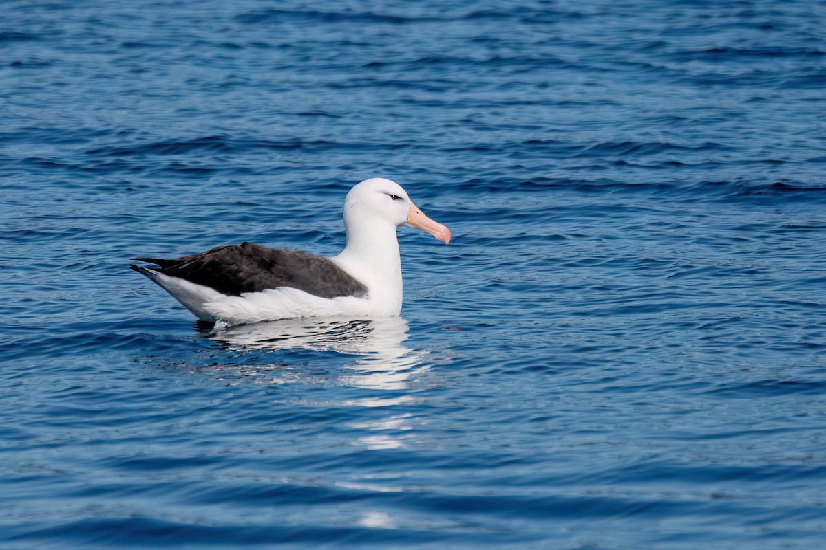 Black-browed Albatross - ML645885585