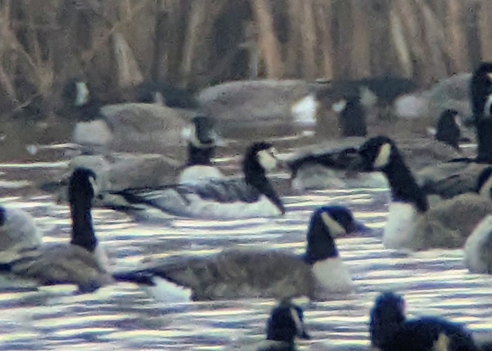 Barnacle Goose - ML645885587