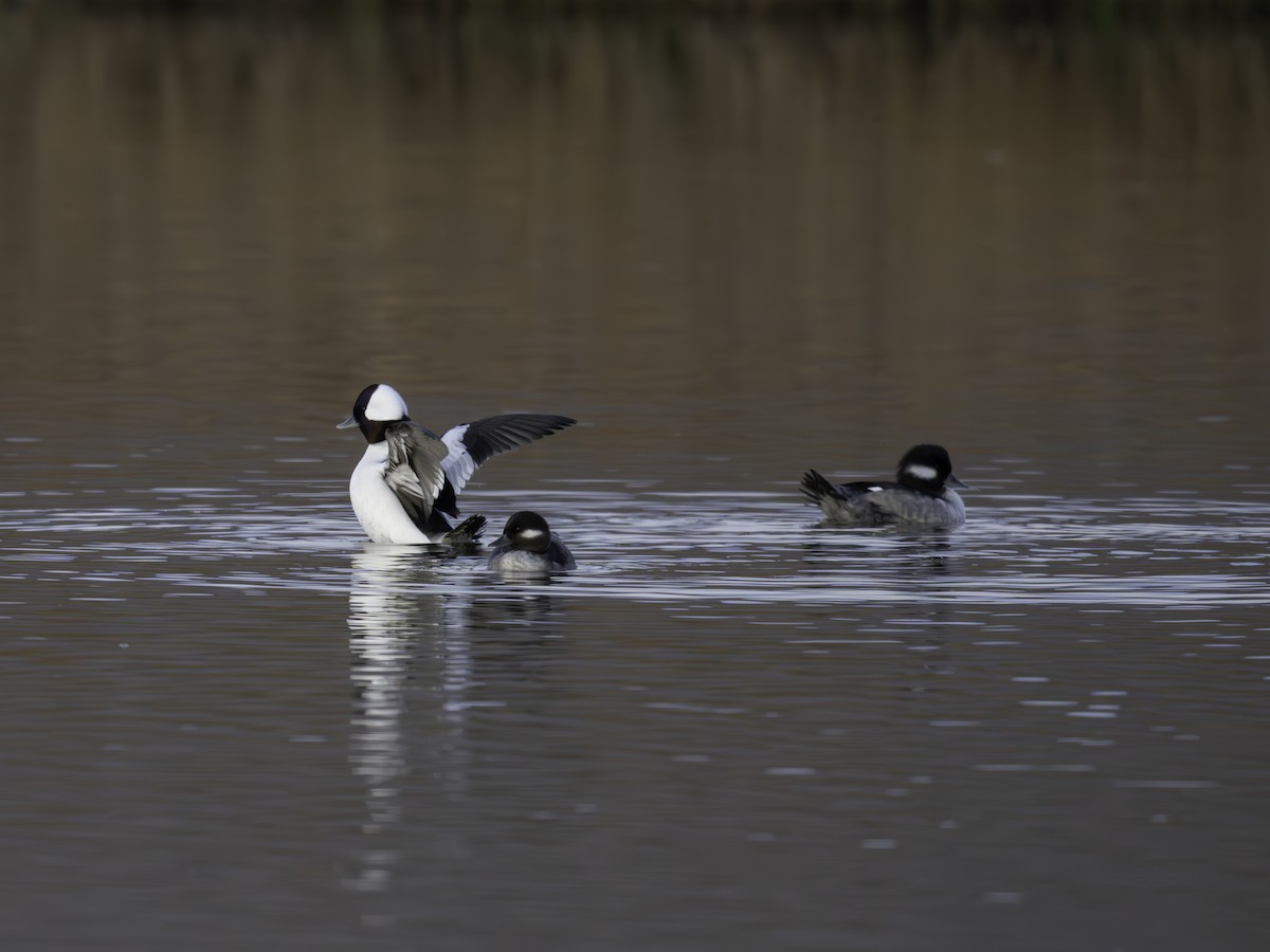 Bufflehead - ML645885588
