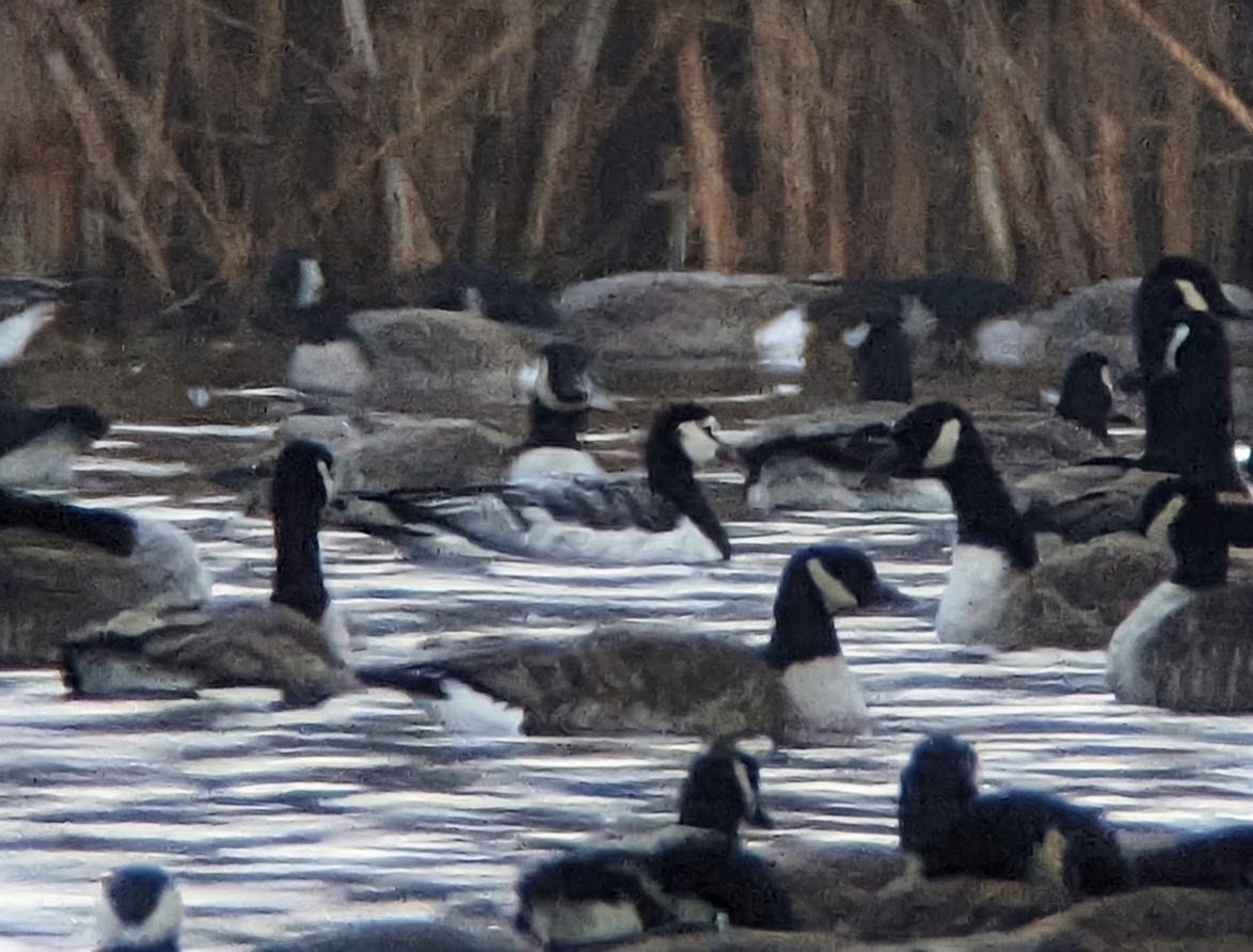 Barnacle Goose - ML645885589